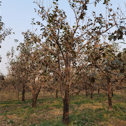 18公分柿子樹(shù)，土球好