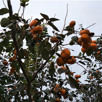 柿子樹苗報價，苗圃供應