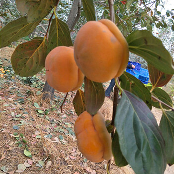 大柿子樹，造型好