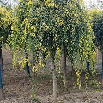 金葉垂榆種植，苗圃供應