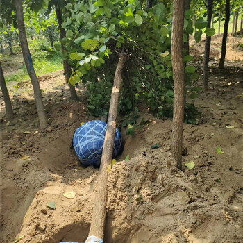 金葉垂榆種植，苗圃供應