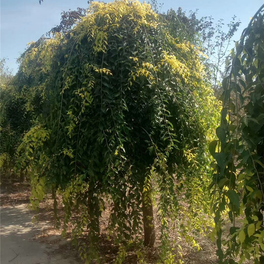 8公分金葉垂榆種植，廠家報價