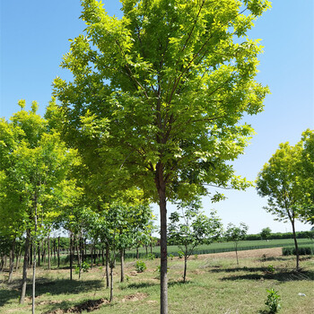 金葉白蠟樹(shù)，造林苗