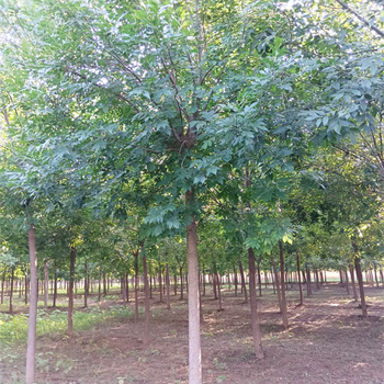 12公分白蠟基地，白蠟報價