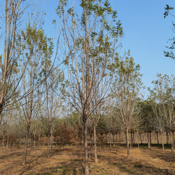 12公分白蠟基地，白蠟報價
