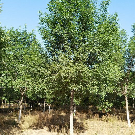 白蠟樹(shù)苗，8公分白蠟價(jià)格