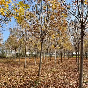 12公分白蠟基地，白蠟報價