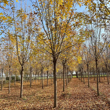 白蠟批發，白蠟產地
