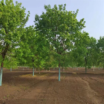 五角楓基地-共創(chuàng  )輝煌-城市行道樹(shù)