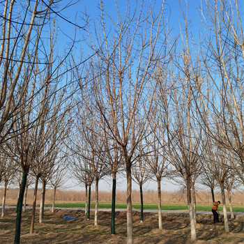 苗木培育基地-復葉槭