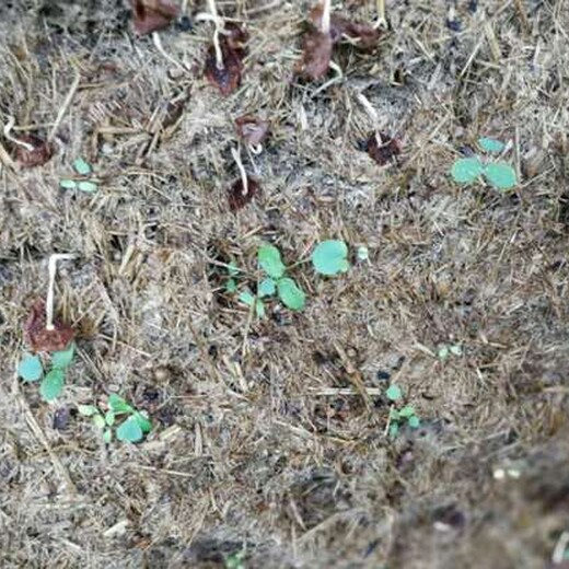 深圳路騰生態(tài)水土流失治理彩光綠化土壤粘合劑
