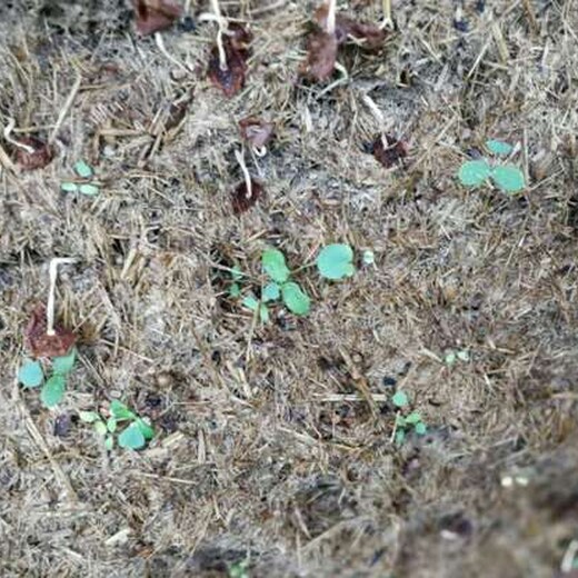 深圳路腾生态水土流失治理彩光绿化土壤粘合剂