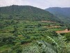 甘南自然灾害山体护坡绿化工程土壤保水剂