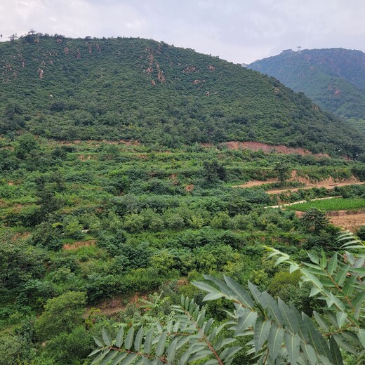 宜昌綠色礦山植被修復工程彩光綠化噴播團粒劑