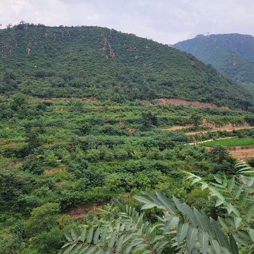 北京客土喷播植被恢复工程技术基质土壤粘合剂