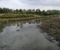 黑龙江黑臭水体治理河道底泥原位生态修复