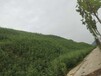 郴州高速道路植被生态护坡工程基质土壤粘合剂