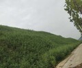 九江绿色矿山生态修复喷播绿化工程基质材料