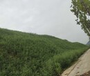 深圳生態環境修復工程植物抗旱土壤保水劑圖片