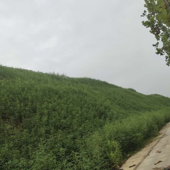 重慶山體水土流失綠化噴播土壤粘合劑批發(fā)