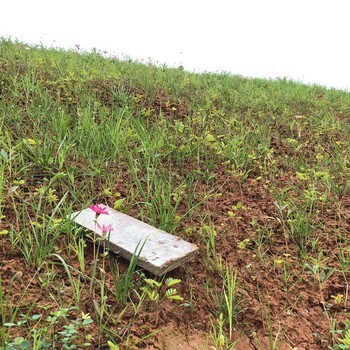 烏魯木齊路騰彩光綠化進(jìn)口沙土改良土壤粘合劑
