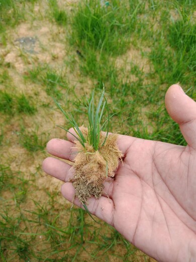 庆阳沙土农作物果树种植基质抗旱农林土壤保水剂