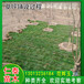 北京门头沟草坪早熟禾草皮卷野花组合花种子草籽