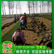 北京通州草坪进口草皮卷百日草（白色）花种子草籽