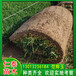北京丰台草坪草皮卷百日草（粉色）花种子草籽