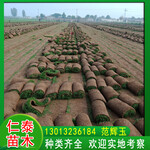 北京宣武草坪混播草皮卷波斯菊花种子草籽