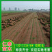 上海卢湾草坪黑麦草皮卷金光菊花种子草籽