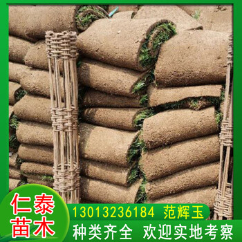 江蘇宿遷草坪護(hù)坡綠化草皮卷香雪球花種子草籽