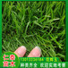 上海浦東草坪小區綠化草皮卷金盞菊矮桿混色花種子草籽