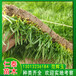 上海上海周邊草坪道路兩邊草皮卷常夏石竹花種子草籽