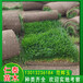 北京石景山草坪小区绿化草皮卷矮杆百日草混色花种子草籽