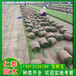 上海楊浦草坪綠化草皮卷西洋濱菊花種子草籽