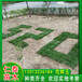 上海南汇草坪人民广场绿化草皮卷美国石竹花种子草籽