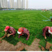 上海浦東草坪草皮一般幾個錢一平方小綠化鋪設施工