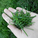 内蒙古锡林郭勒盟苏尼特左旗草坪黑麦草甜象草种子的种植方法