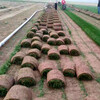 內蒙古阿拉善盟阿拉善右旗草坪苦荬菜牧草種子蘇丹草種子圖片