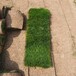 出售江苏苏州太仓草皮草坪型高羊茅适合北方种植的草坪