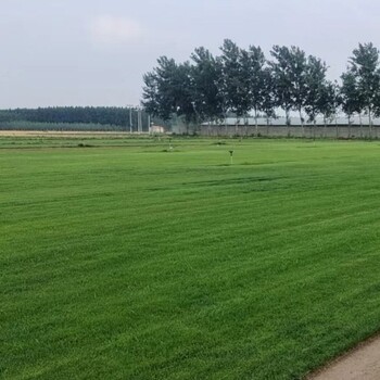 出售陜西商洛商南草皮混播草坪主要用哪幾種草種山東綠化草坪