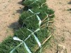 陕西汉中南郑草坪人工草坪的铺法半枝莲单瓣种子价格
