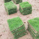 出售安徽霍邱草坪足球草皮批发表人民广场绿化种子价格