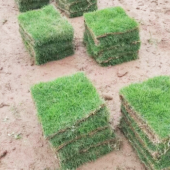 出售江蘇蘇州常熟草皮草坪新品種修剪草坪的工具