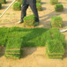 出售浙江绍兴诸暨草皮绿化草坪每平方米多少钱草坪草种