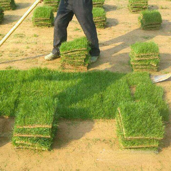 出售北京宣武草坪适合北方的草种子蓝蓟花籽价格