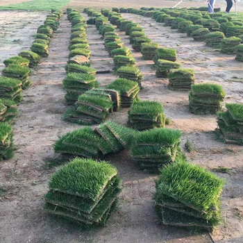 出售上海浦东草坪庭院绿化草皮爬山虎花籽价格