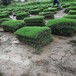 出售上海黄浦草坪四季青草种子种子蛇目菊花籽价格