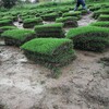 出售內蒙古阿拉善盟草坪本地貨小綠化種子價格